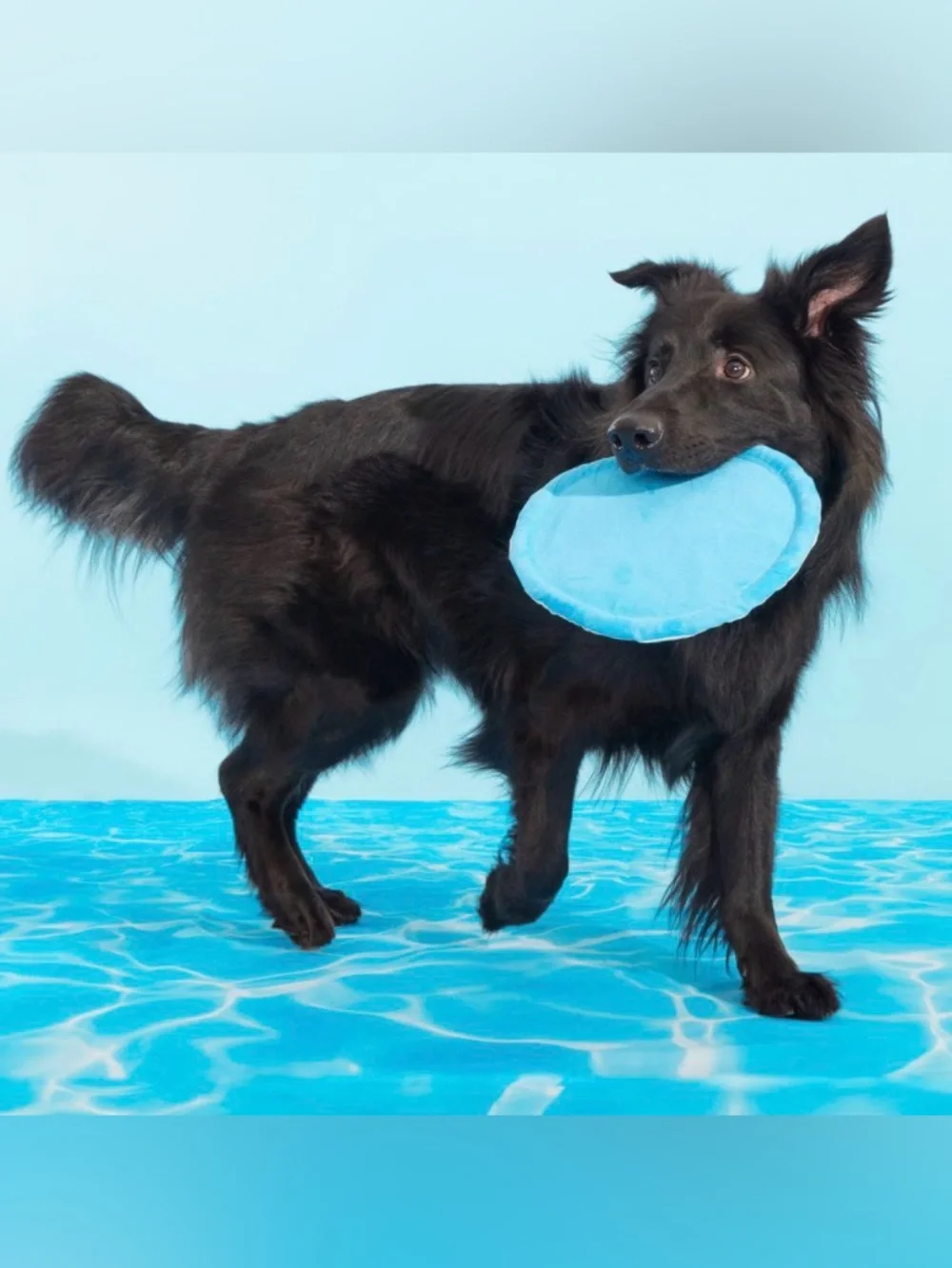 Bark Box maximum zoomies puppy breath mint frisbee dog toy NEW